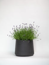 products/Pattandplant_03b113f6-a04e-4f01-a548-e319b77ff17f.jpg